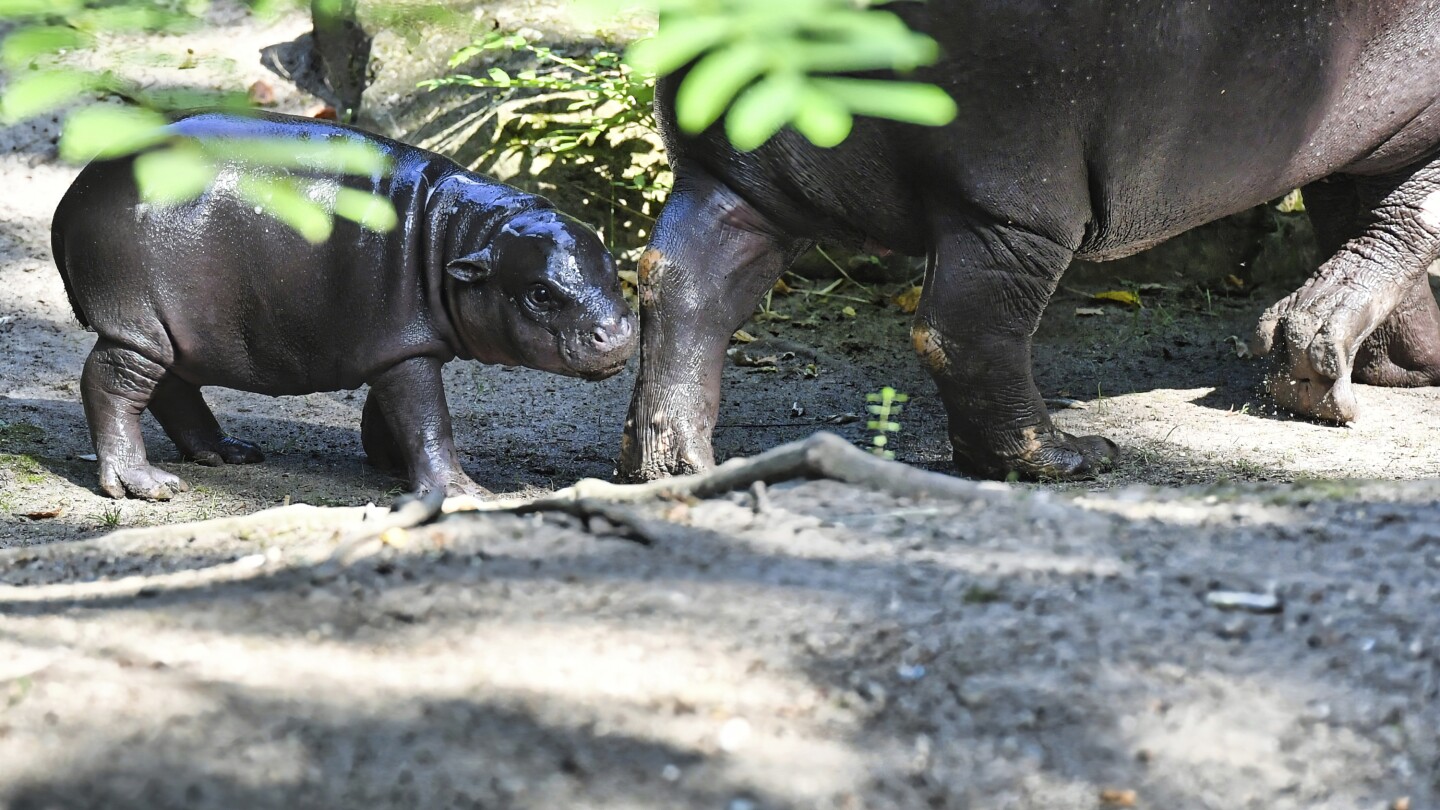 Berlin’s newest pygmy hippo makes her debut, with a name inspired by a soccer star