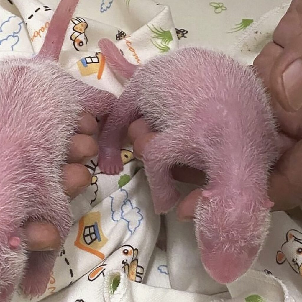 Hong Kong welcomes the birth of its first locally born giant pandas