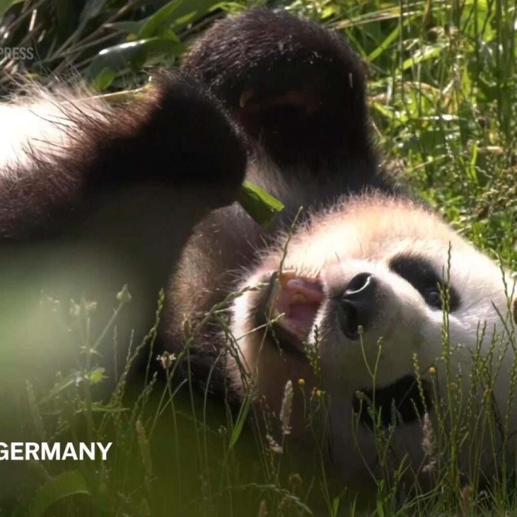 Berlin Zoo’s panda Meng Meng prepares to give birth to twins for the second time | AP News