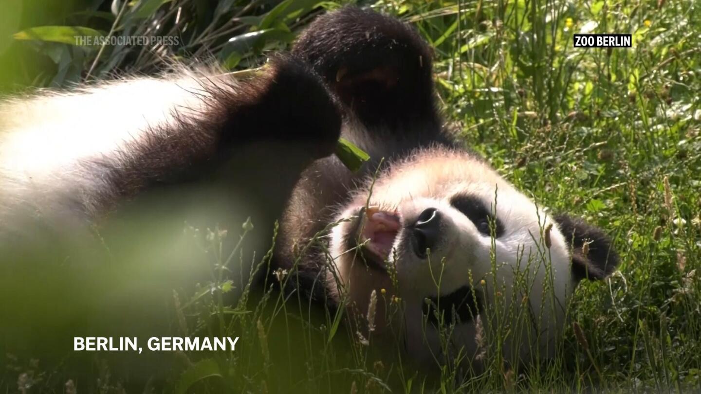 Berlin Zoo’s panda Meng Meng prepares to give birth to twins for the second time | AP News