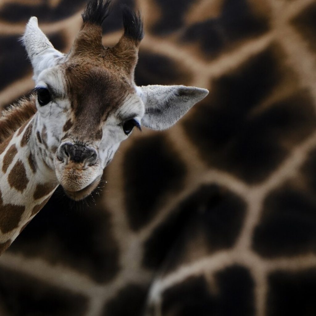 Naming 2 baby giraffes is a tall order for a Berlin zoo