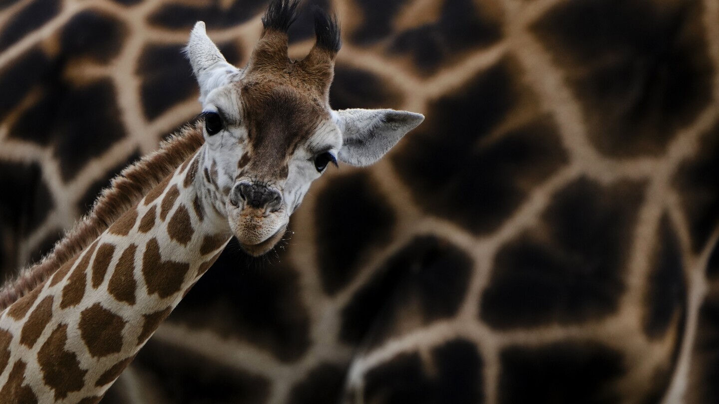 Naming 2 baby giraffes is a tall order for a Berlin zoo