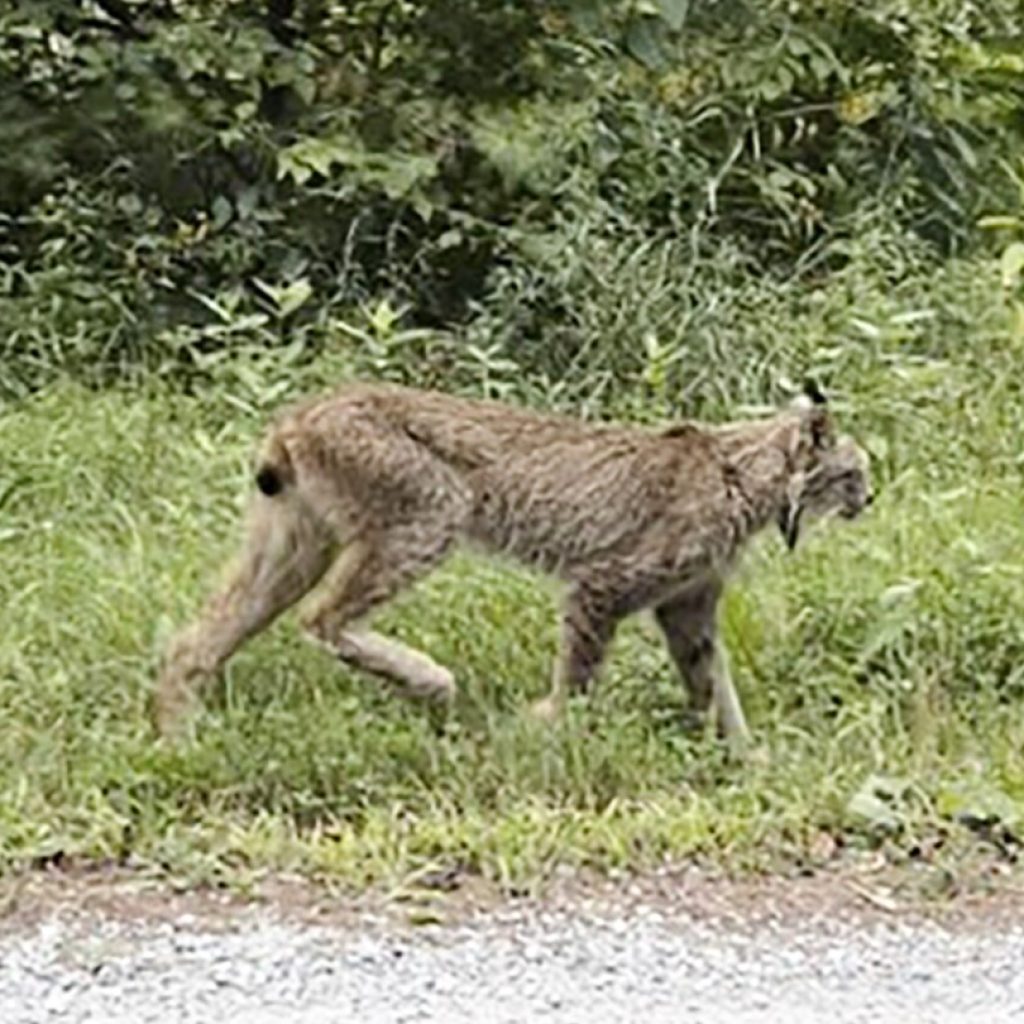 Canada lynx confirmed in Vermont for 1st time since 2018