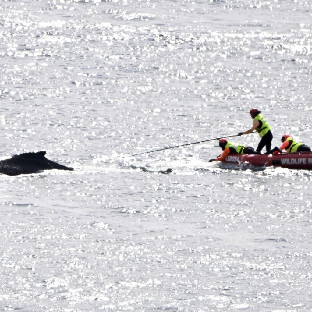 Young humpback whale freed from fishing tackle that had entangled its tail in Sydney Harbor