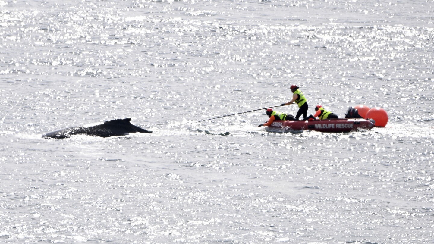 Young humpback whale freed from fishing tackle that had entangled its tail in Sydney Harbor