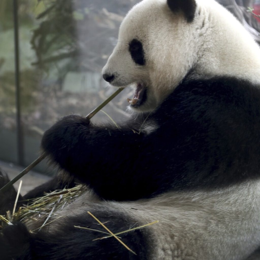 The twins are here! A second set of giant panda cubs has arrived in Berlin