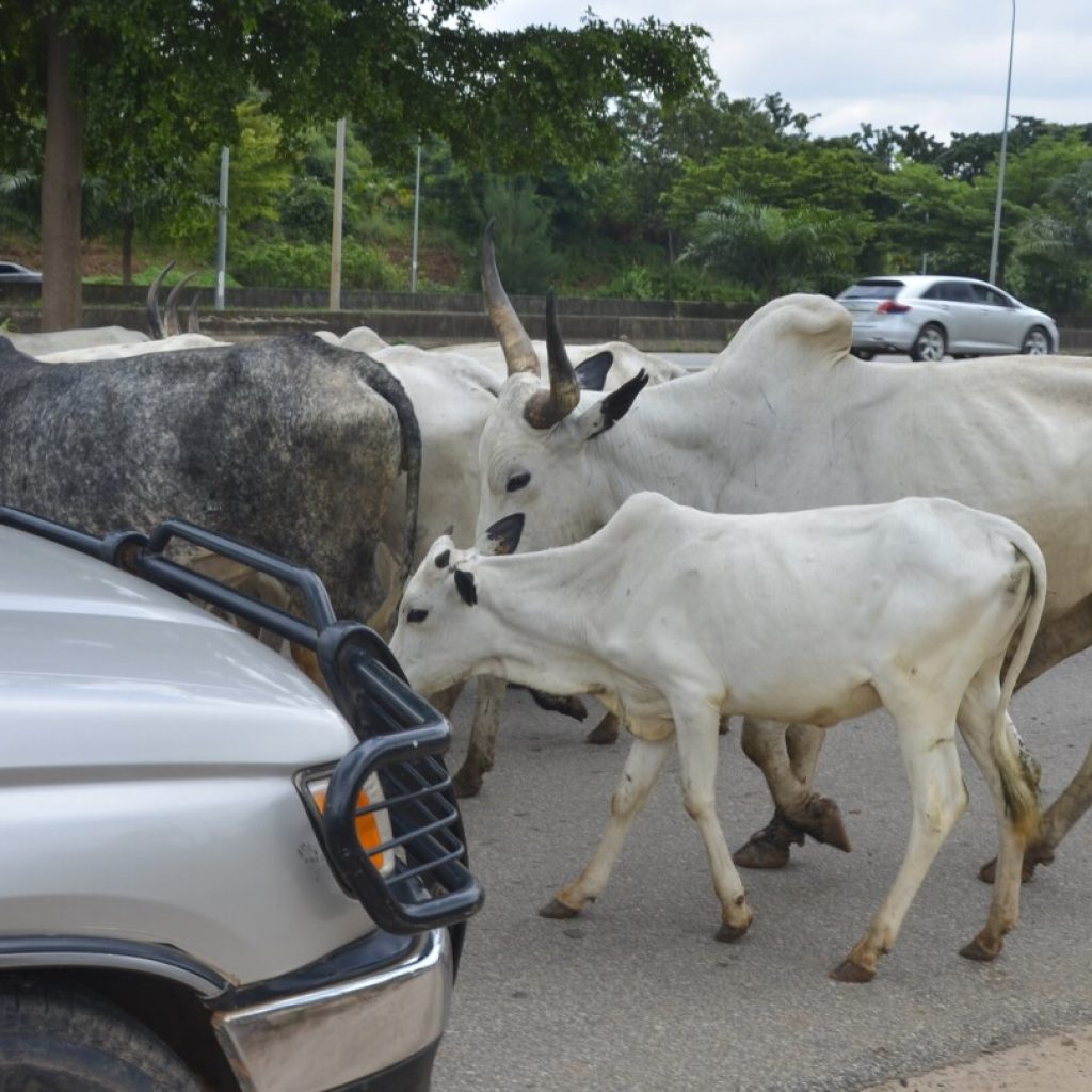 Cows obstruct Nigeria’s capital as climate change and development leave herders with nowhere to go