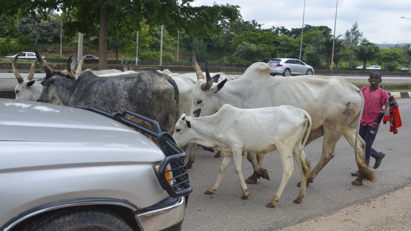 Cows obstruct Nigeria’s capital as climate change and development leave herders with nowhere to go