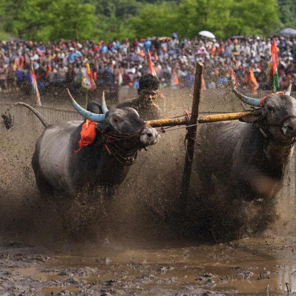 An oxen race in a small Indian farming village draws passionate crowds