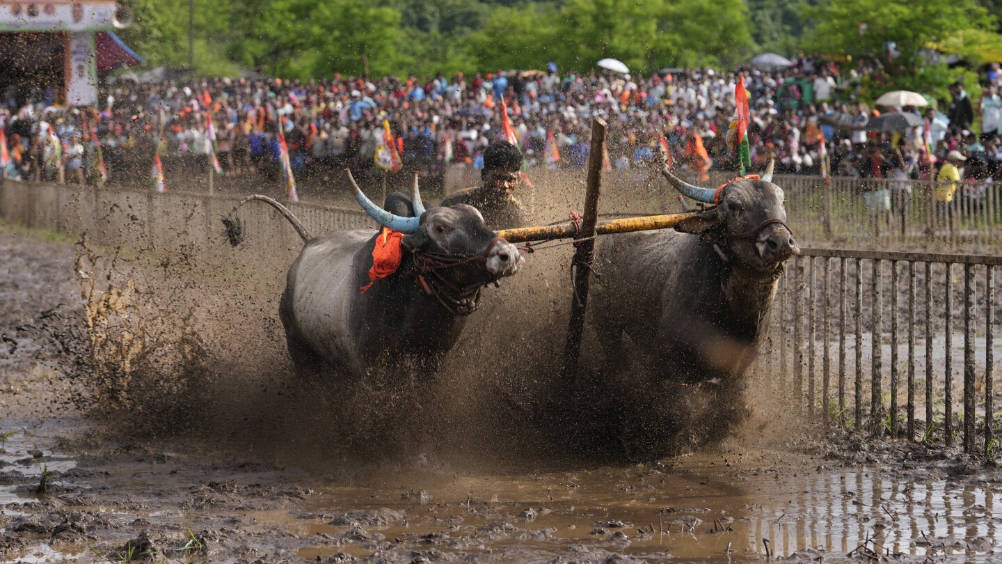 An oxen race in a small Indian farming village draws passionate crowds