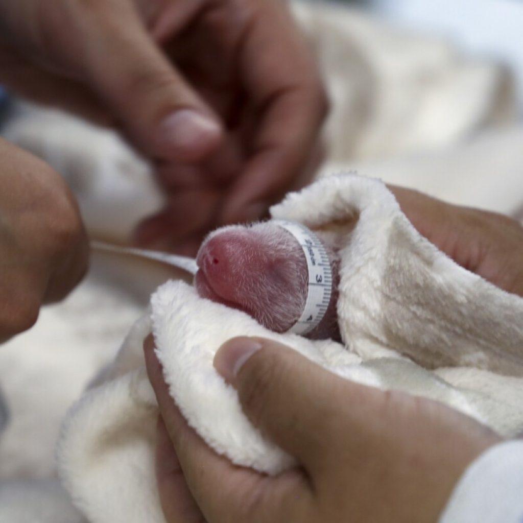 Germany’s newest panda twins thrive during first 5 days in Berlin Zoo