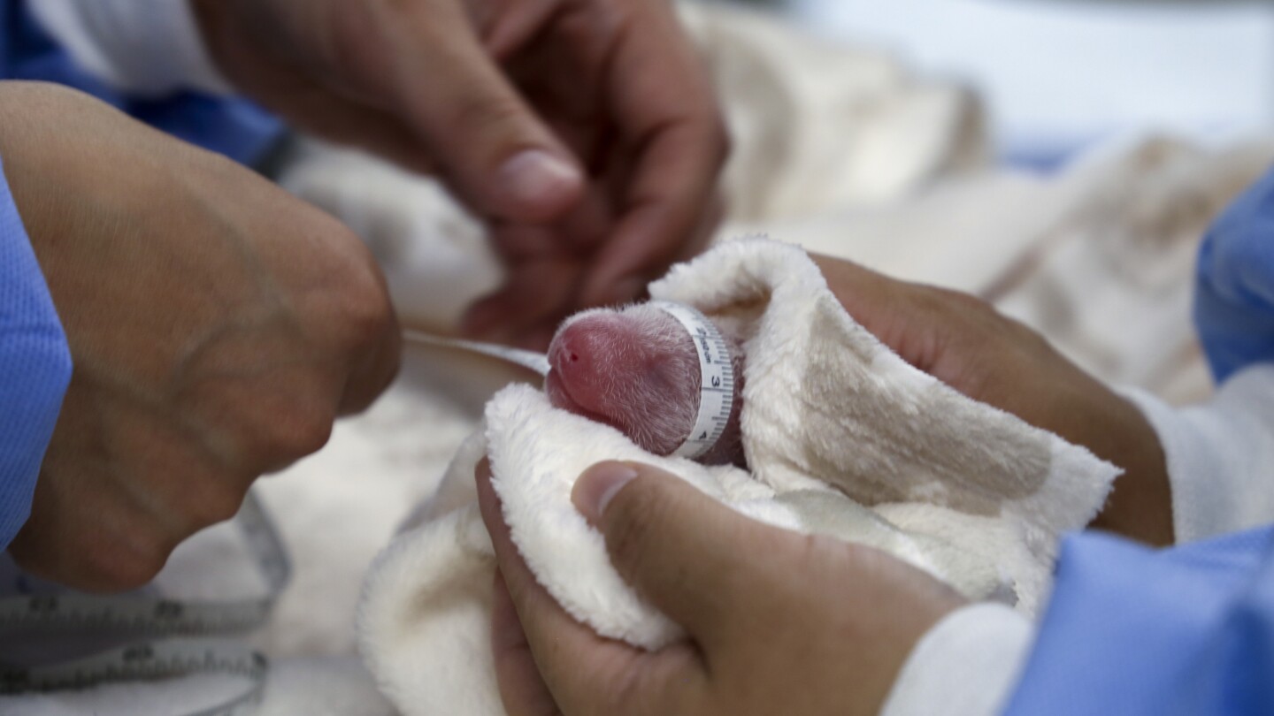 Germany’s newest panda twins thrive during first 5 days in Berlin Zoo