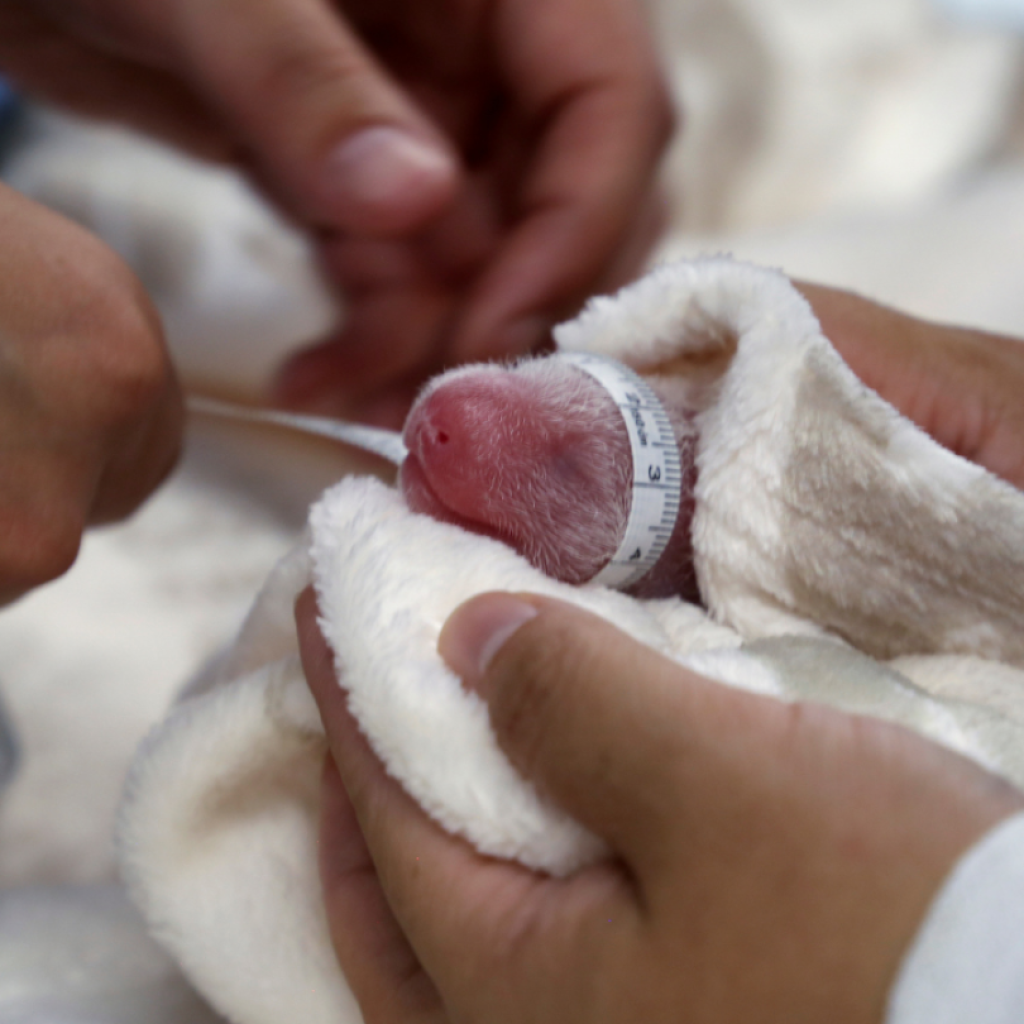 Berlin Zoo releaes footage of newborn giant panda twins and says the cubs and mother are doing well | AP News