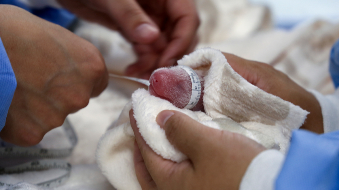 Berlin Zoo releaes footage of newborn giant panda twins and says the cubs and mother are doing well | AP News