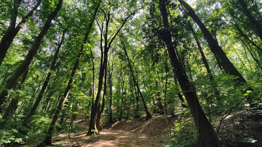 Srbijašume apeluje na građane da zaštite šume od požara