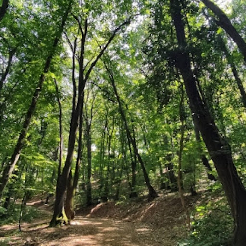 Srbijašume apeluje na građane da zaštite šume od požara