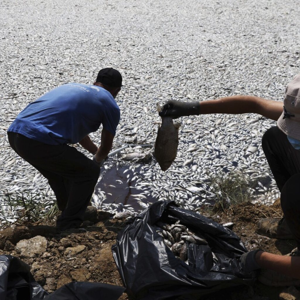 Over 100 tons of dead fish collect at Greek port after climate-related mass die-off