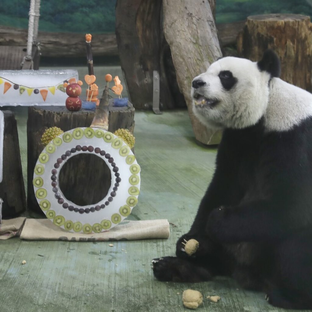 Taipei zoo’s veteran giant panda Yuanyuan celebrates her 20th birthday