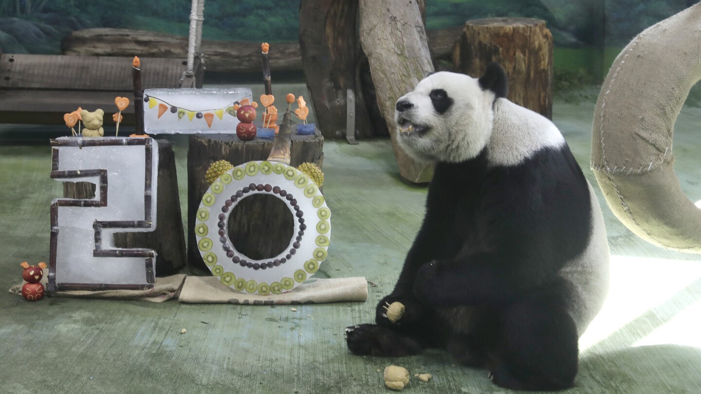 Taipei zoo’s veteran giant panda Yuanyuan celebrates her 20th birthday