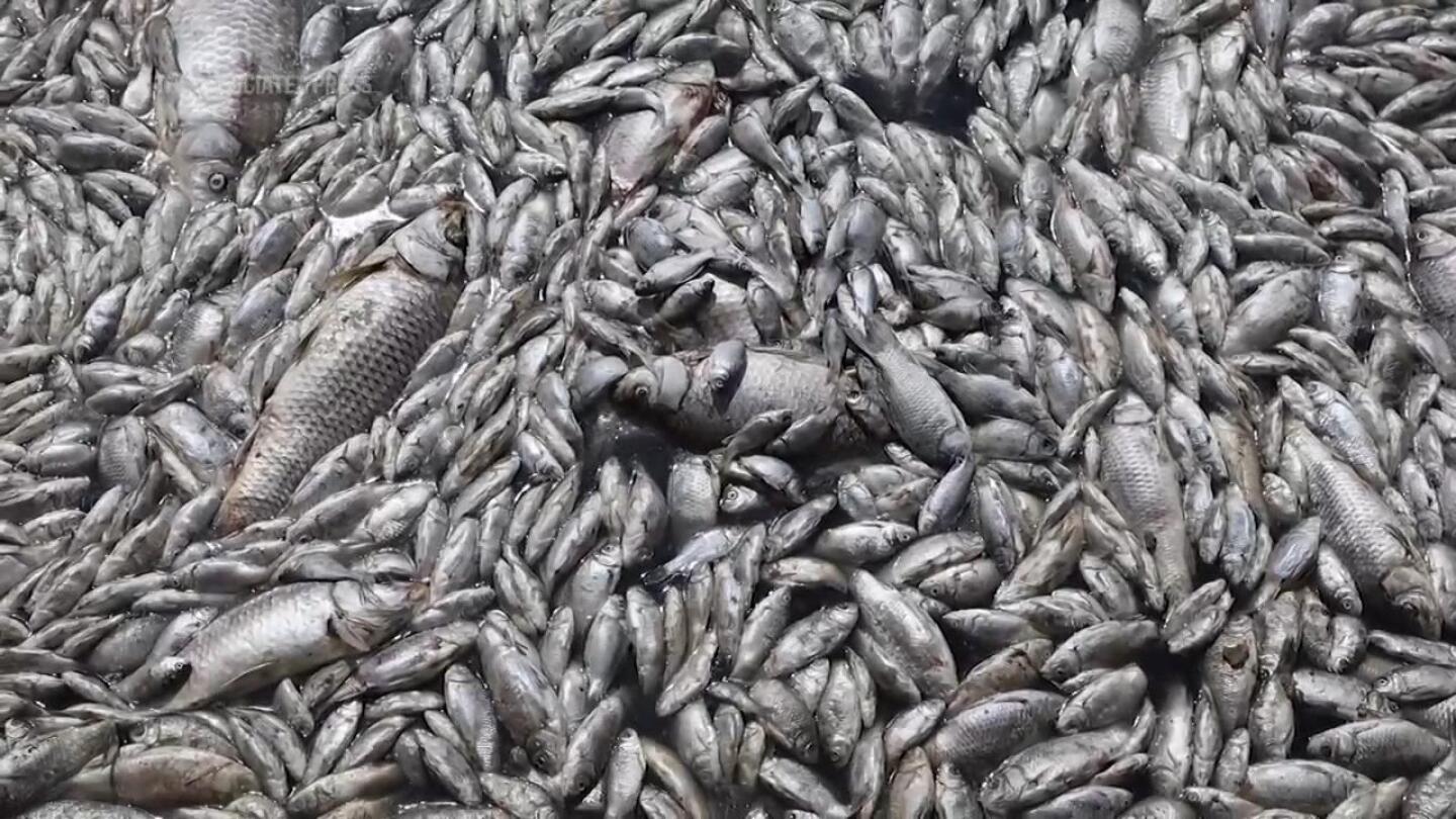 Masses of dead fish found at Greek port linked to climate issues | AP News