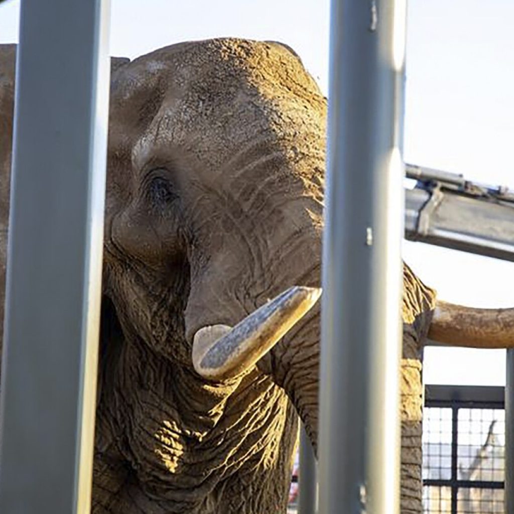 How do you get a grumpy 4-ton elephant to a new home 120 miles away? Call the elephant movers