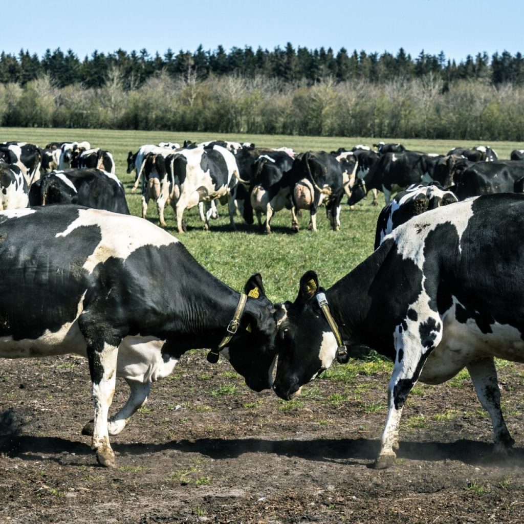 Denmark reports cases of bluetongue disease that can be fatal to sheep but is harmless to humans