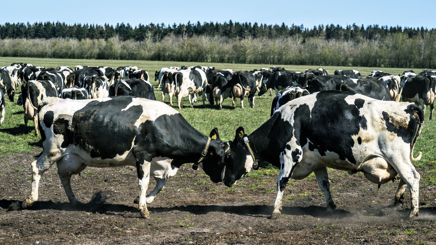 Denmark reports cases of bluetongue disease that can be fatal to sheep but is harmless to humans