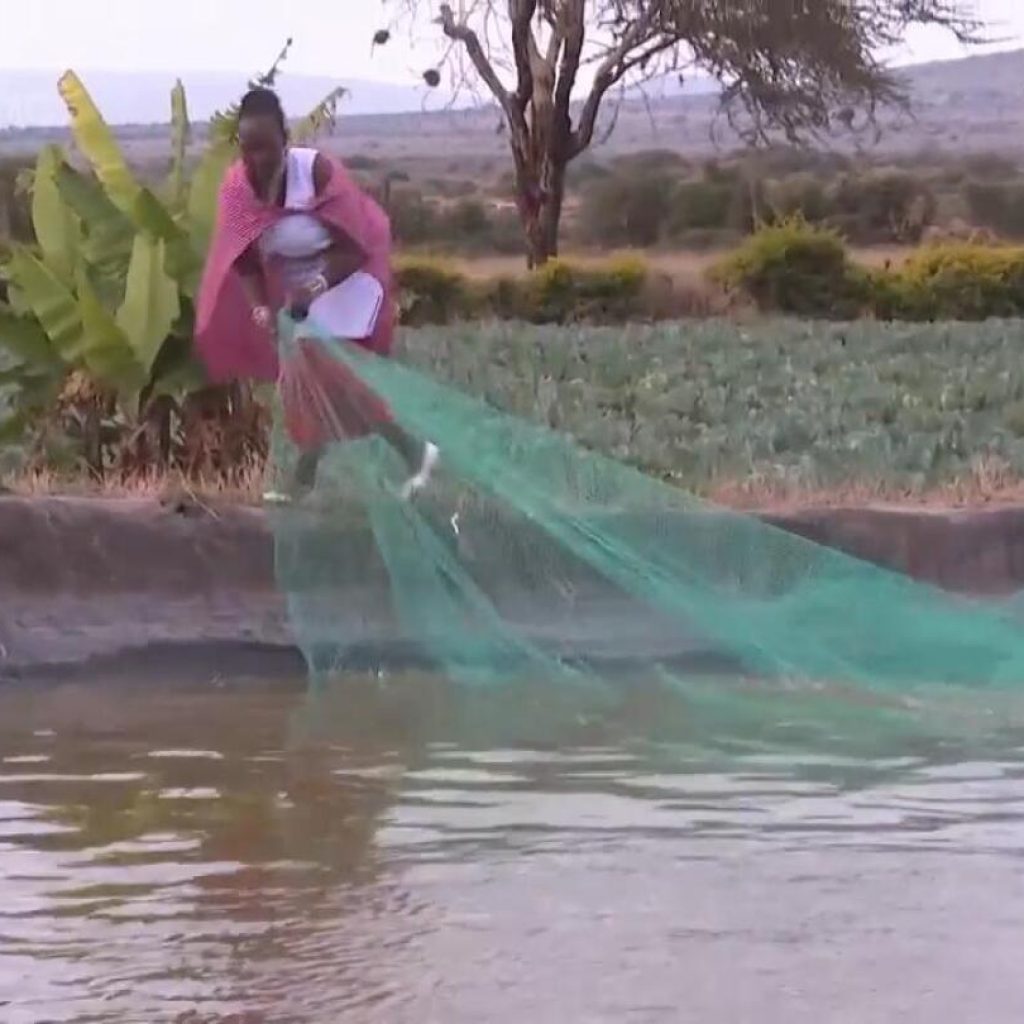 Drought forces Kenya’s Maasai and other herders to look beyond cattle — even to fish