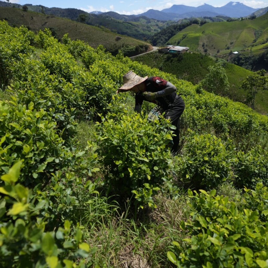 Cocaine trade in the rugged Micay Canyon threatens Colombia’s peace efforts