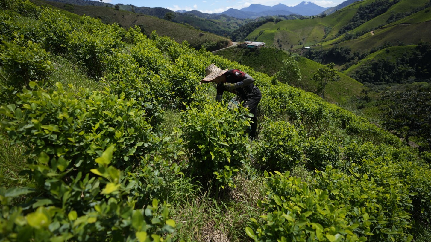 Cocaine trade in the rugged Micay Canyon threatens Colombia’s peace efforts