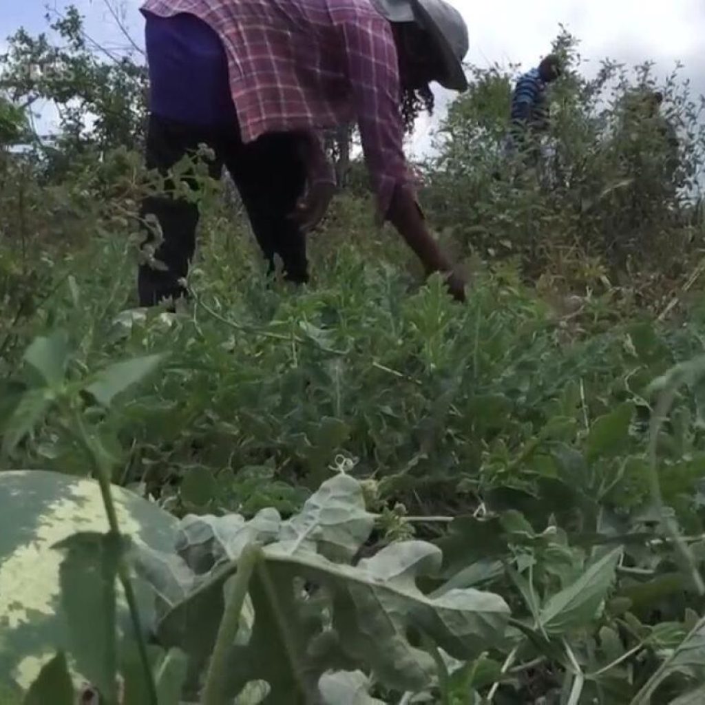 Jamaica’s female farmers rebuild after Hurricane Beryl through women-led cash voucher program | AP News