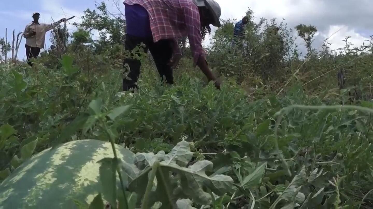 Jamaica’s female farmers rebuild after Hurricane Beryl through women-led cash voucher program | AP News