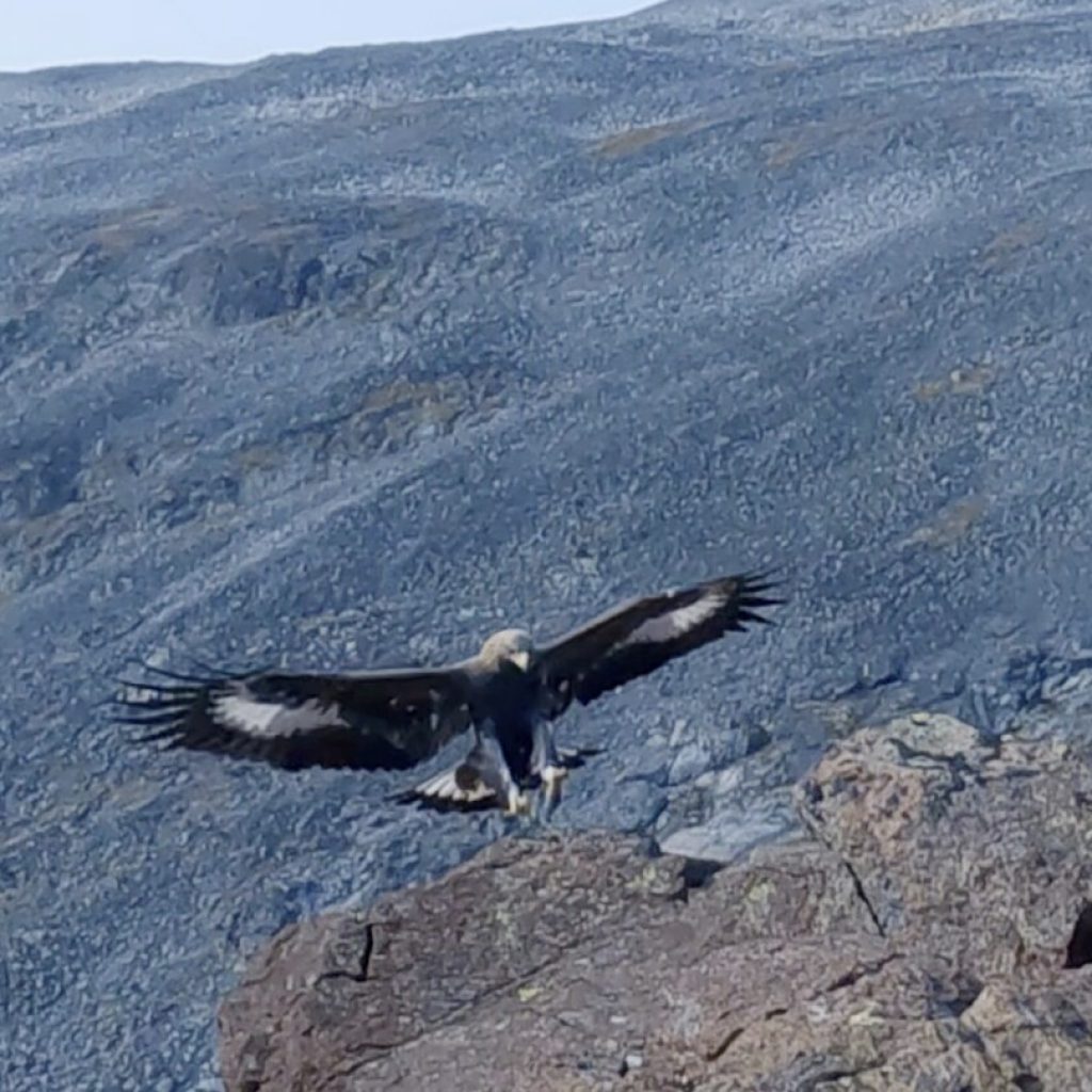 Golden eagle attacks toddler and 3 others in Norway. Expert suspects a ‘behavioral disorder’