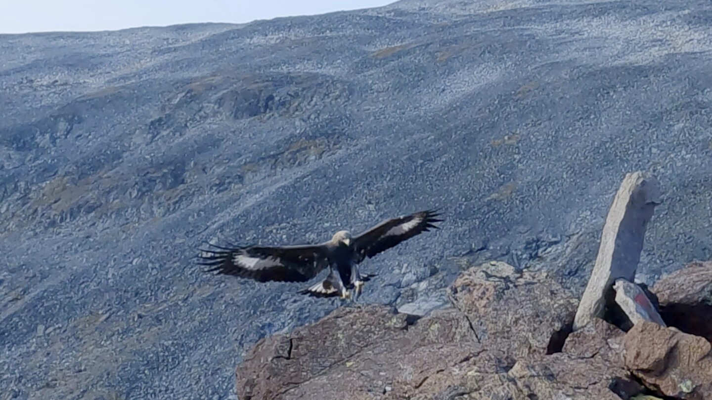 Golden eagle attacks toddler and 3 others in Norway. Expert suspects a ‘behavioral disorder’