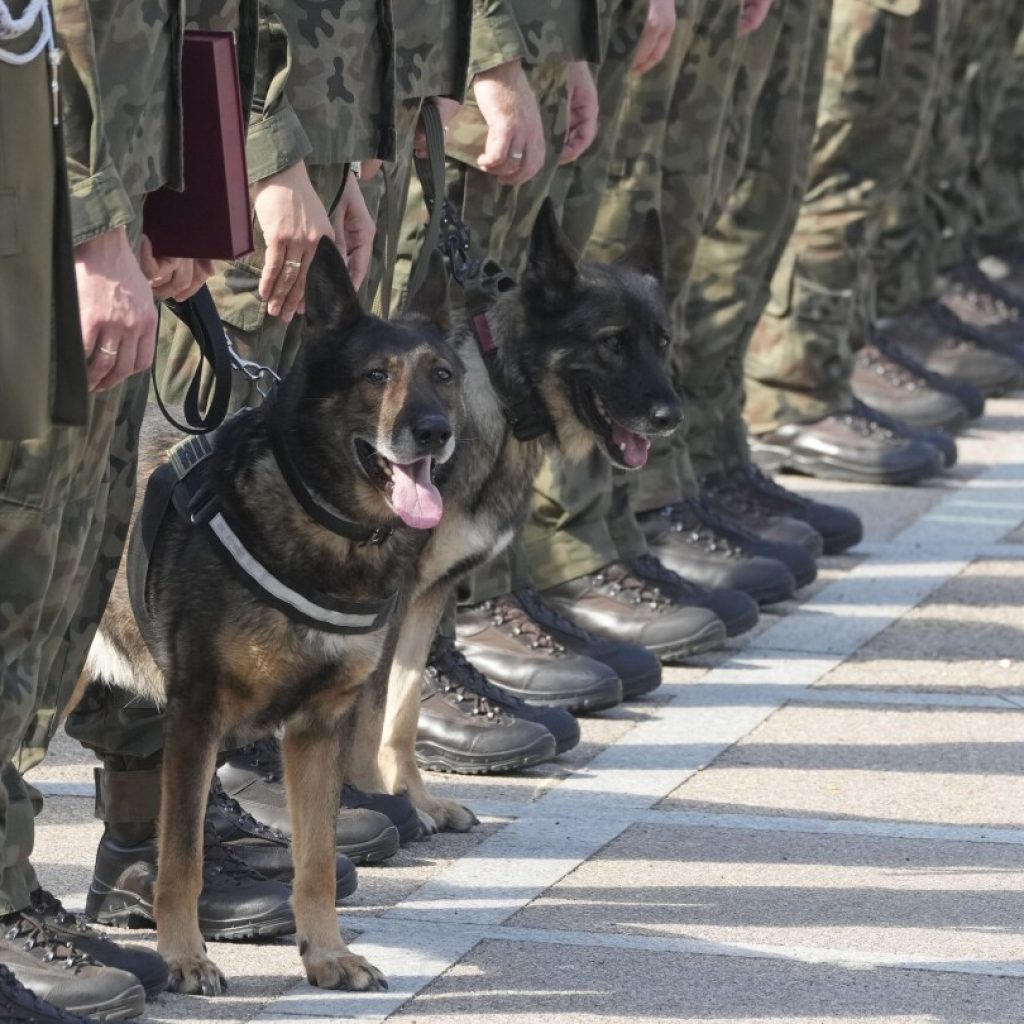 Military dogs receive army ranks as Poland recognizes their service in protecting human life