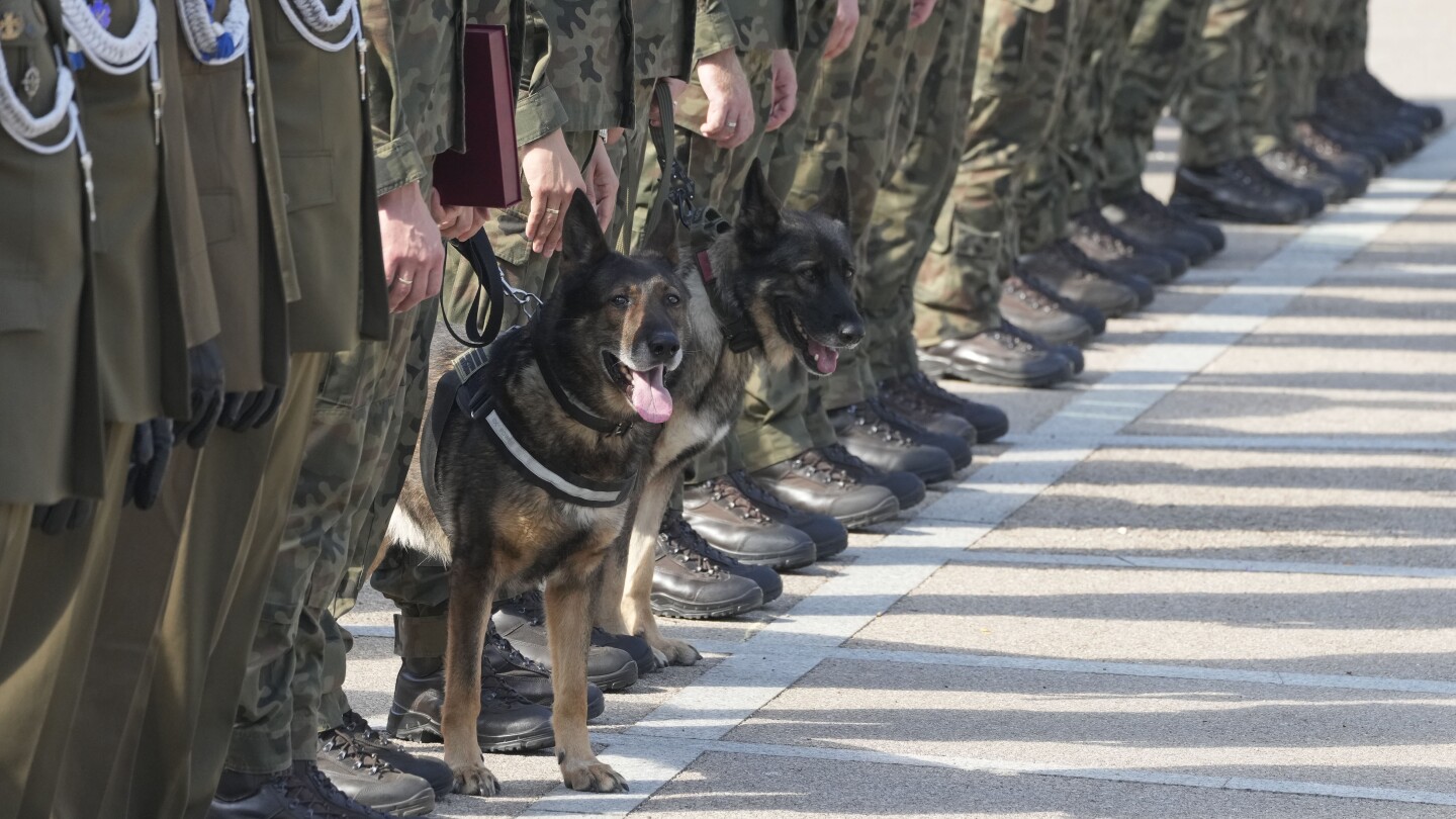 Military dogs receive army ranks as Poland recognizes their service in protecting human life