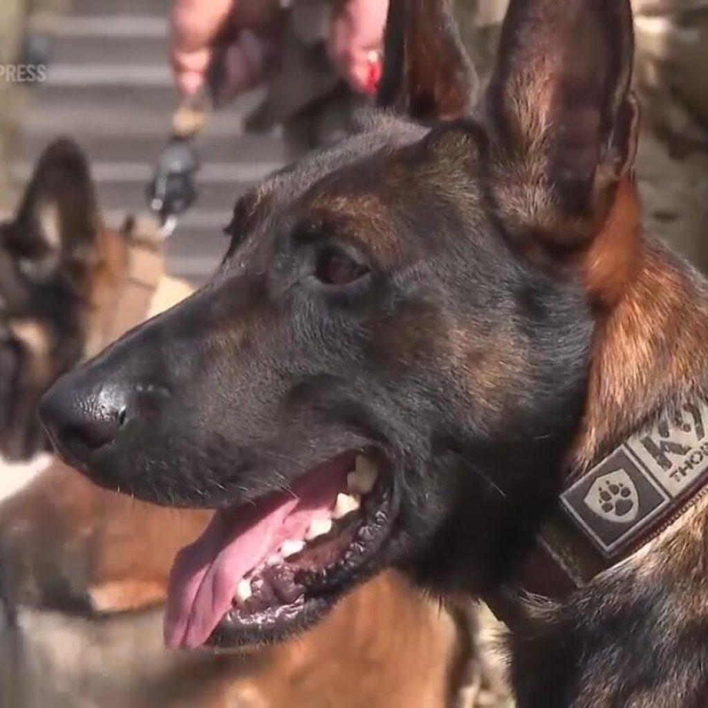 Dogs given the rank of ‘privates’ as Polish military recognizes their service | AP News