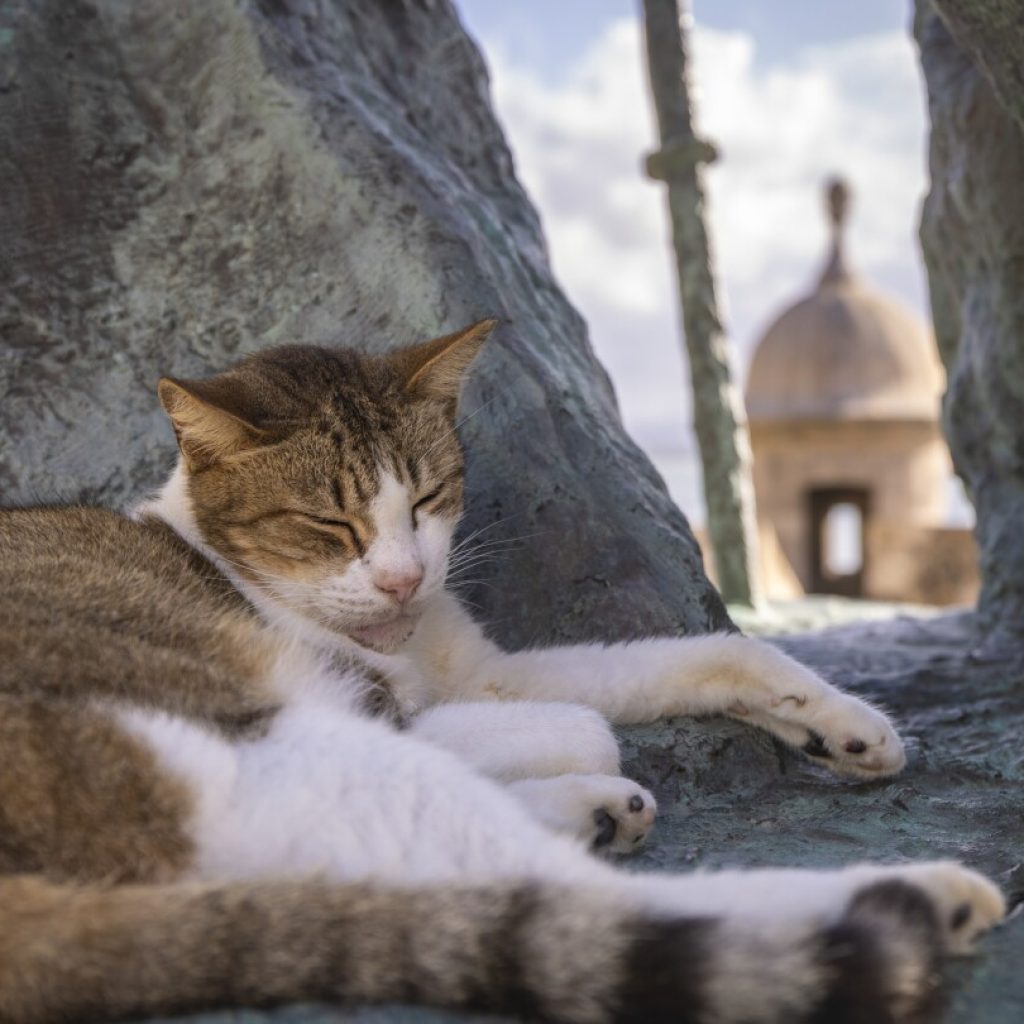 US halts plan to remove iconic stray cats from a historic area in Puerto Rico’s capital