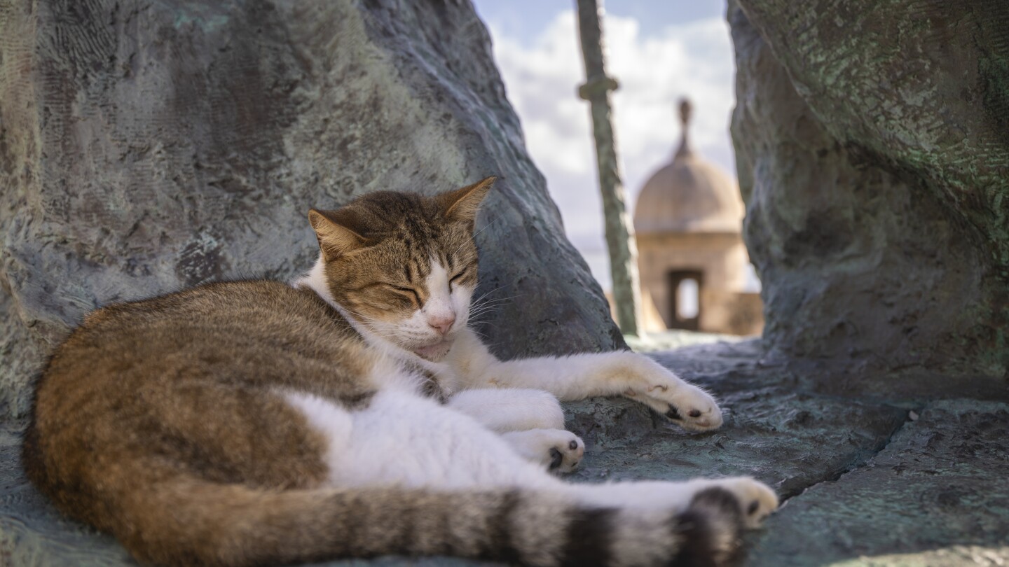 US halts plan to remove iconic stray cats from a historic area in Puerto Rico’s capital