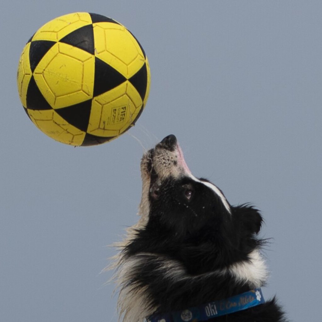 This Brazilian dog is a footvolley star. He teaches beachgoers how to play their own game