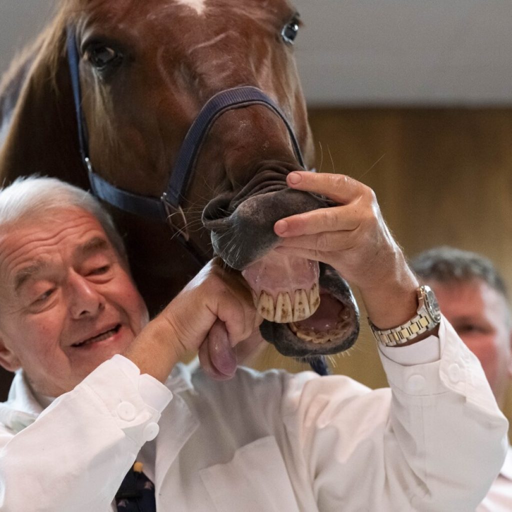 No neigh-sayers: Live horses join first-day veterinary students for anatomy lecture in Hungary