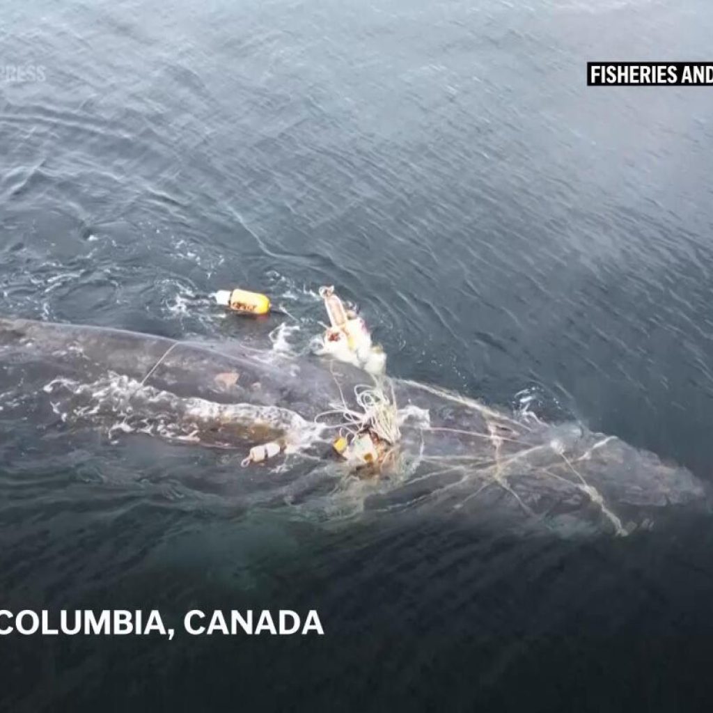 Humback whale is rescued in British Columbia | AP News