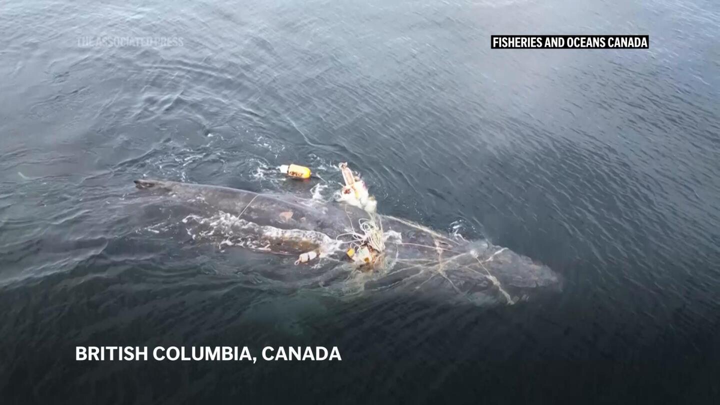 Humback whale is rescued in British Columbia | AP News