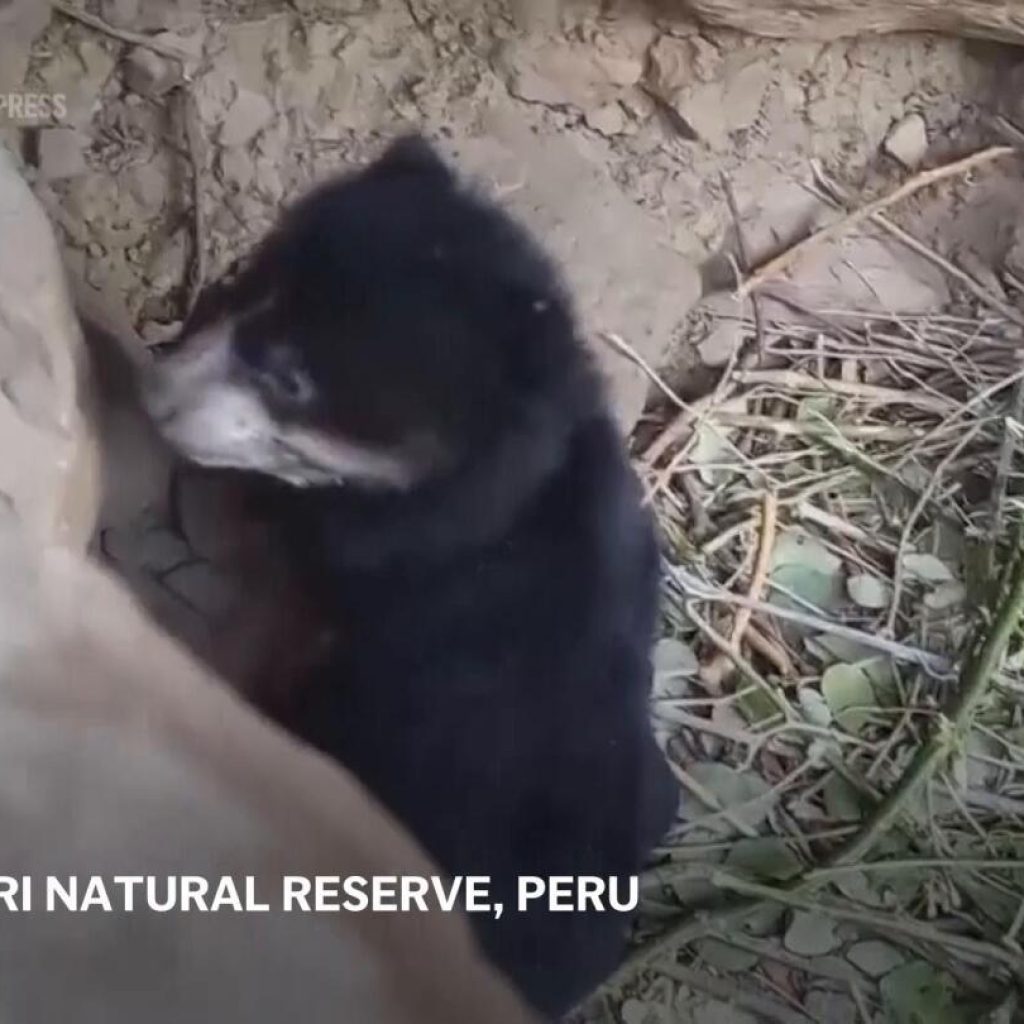 The birth of a spectacled bear brings joy to a farming community in Peru