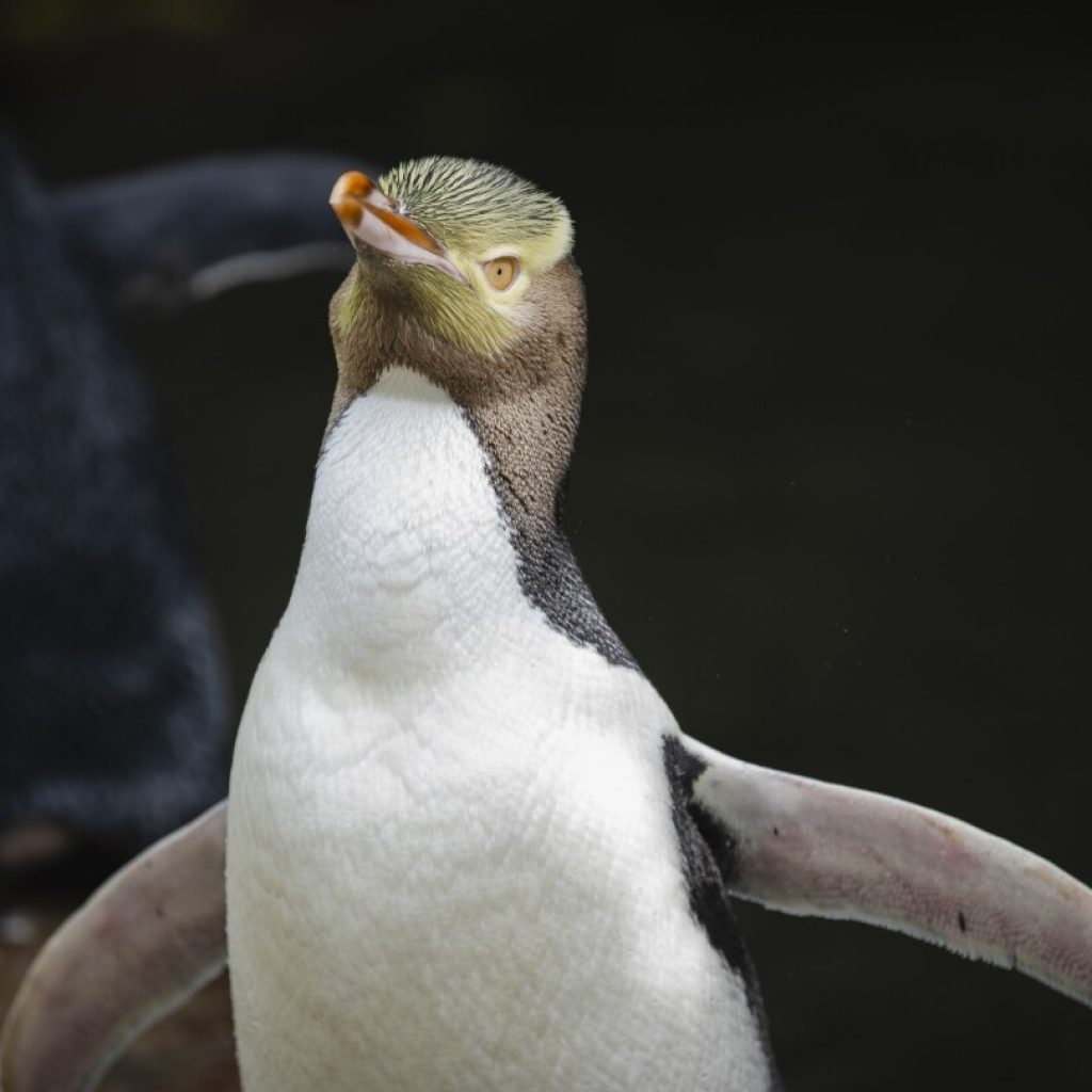 A shy penguin wins New Zealand’s bird election after campaign filled with memes and tattoos