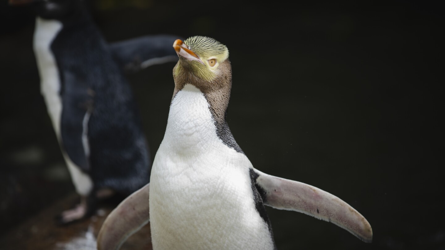 A shy penguin wins New Zealand’s bird election after campaign filled with memes and tattoos