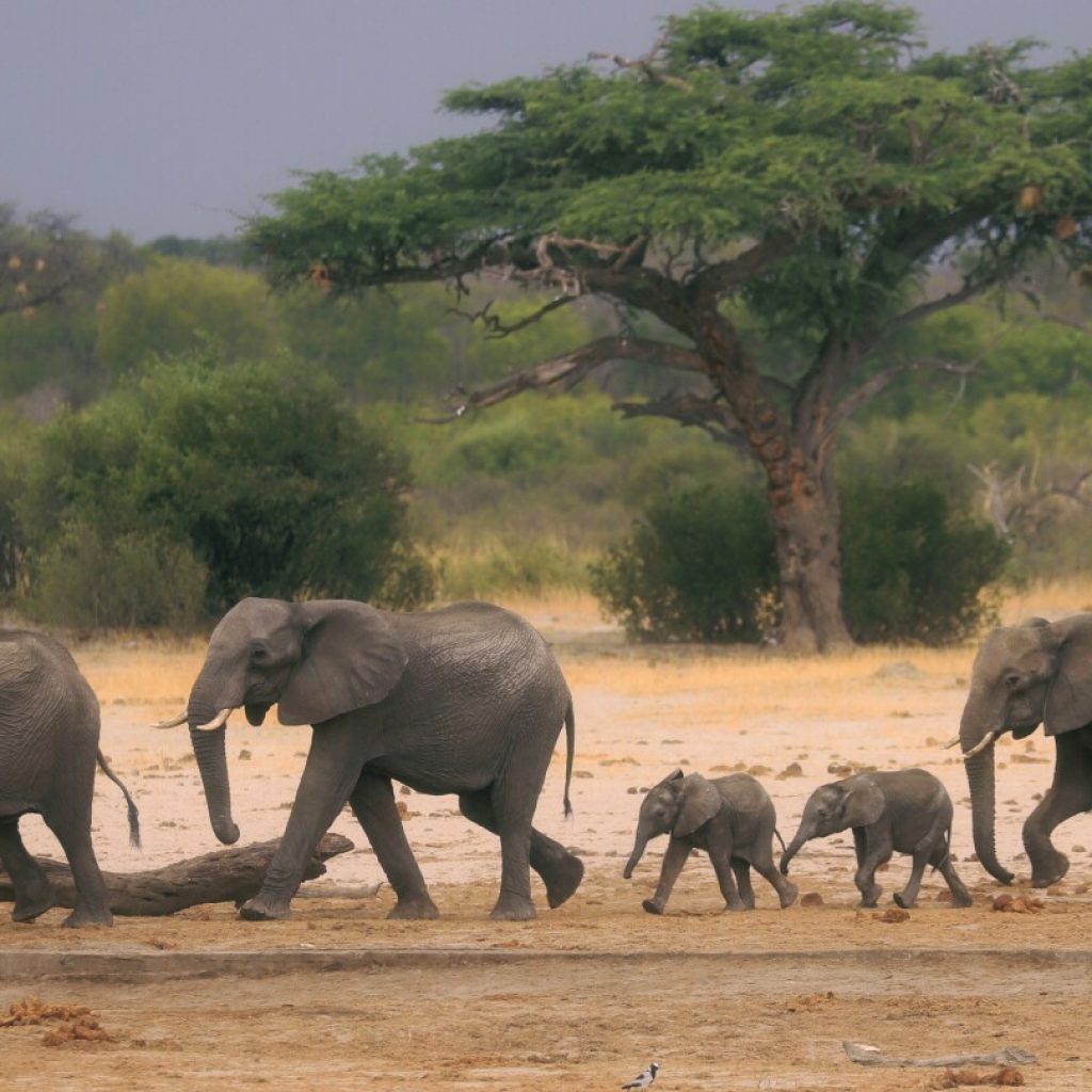 Zimbabwe and Namibia will kill scores of elephants to feed people facing drought