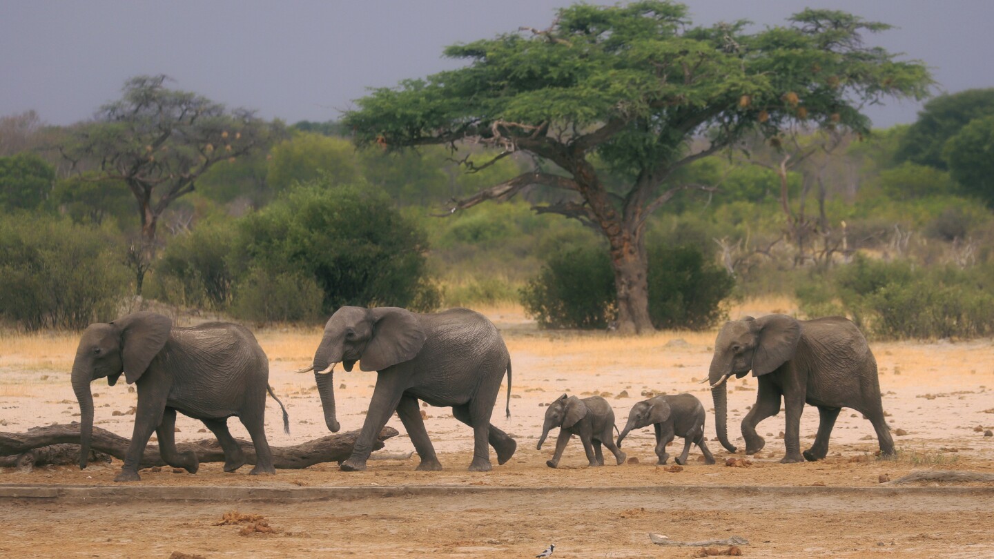 Zimbabwe and Namibia will kill scores of elephants to feed people facing drought