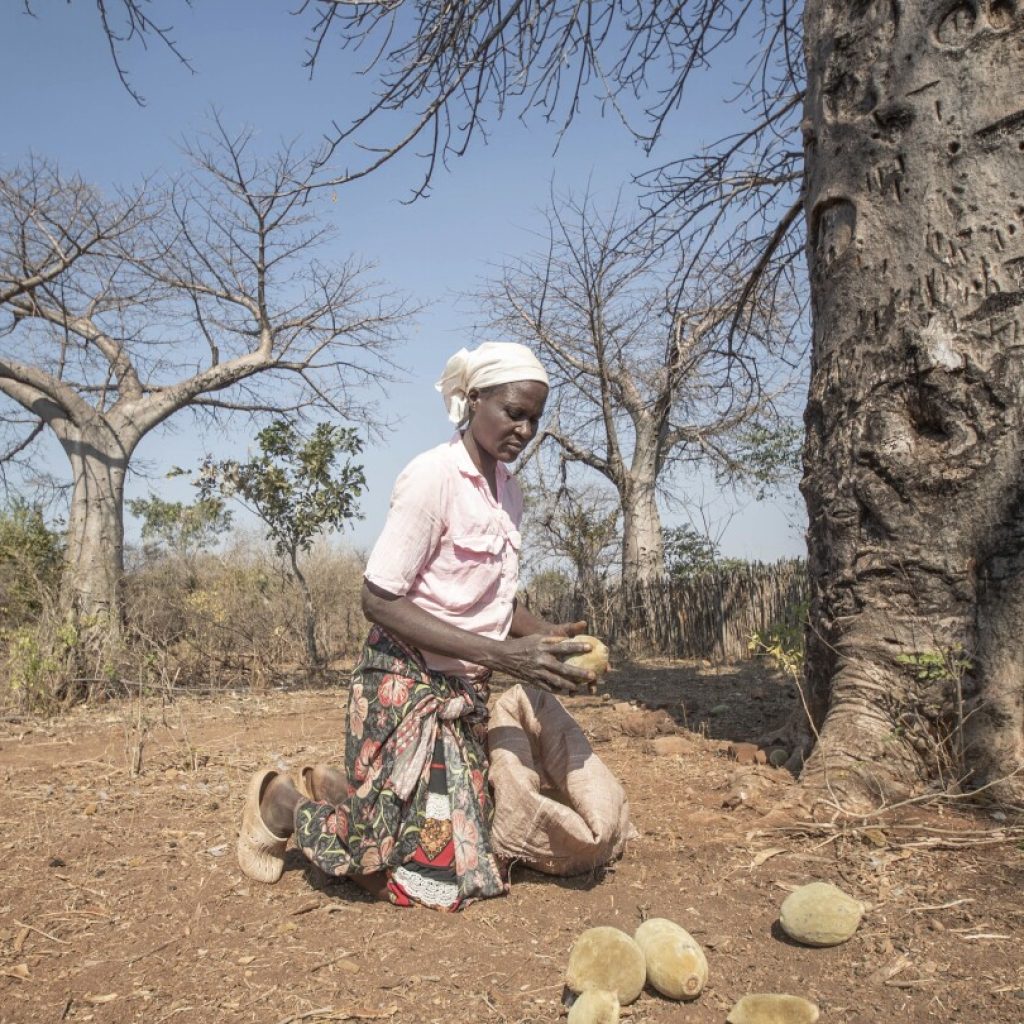 An ancient African tree is providing a new ‘superfood’ yet local harvesters are barely surviving