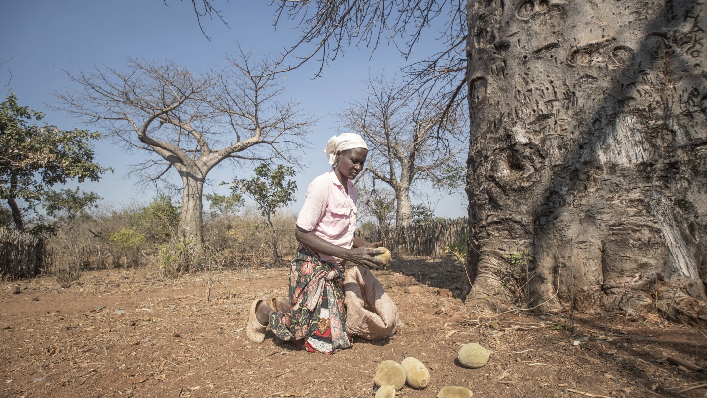 An ancient African tree is providing a new ‘superfood’ yet local harvesters are barely surviving